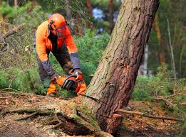 Best Stump Grinding and Removal  in Howe, TX