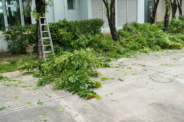 Best Fruit Tree Pruning  in Howe, TX