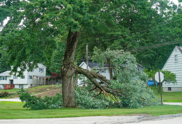 How Our Tree Care Process Works  in  Howe, TX