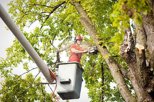 How Our Tree Care Process Works  in  Howe, TX